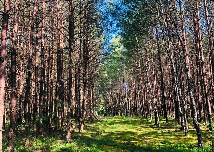 Campeggio W Lesie Silnowo